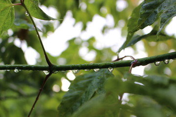 dew drops
