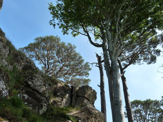 Scots Pine