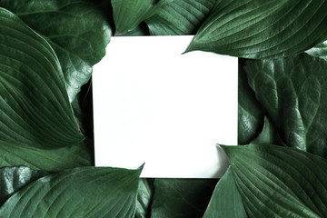 Fototapeta premium Creative layout made of tropical leaves with blank paper card