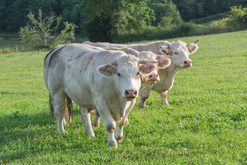 Three charolais cows, white cows in a field, front view
