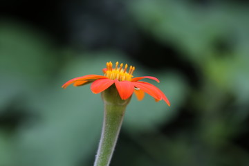 Obraz premium zinnia