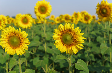 Sunflower in the open field, beautiful sunny day