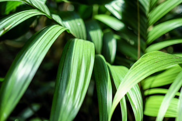 Obraz premium Macro of green leaves of palm