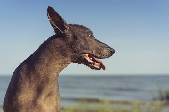 Close up portrait of a Mexican Hairless Dog (Xoloitzcuintle, Xolo) on a sandy beach against the blue sky