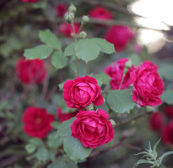 piękne różowe róże - naturalny żywopłot