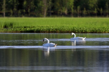 Cygnus olor. Northern landscape on a summer day with swans-mute