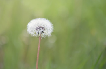 Obraz premium Close up of a dandelion
