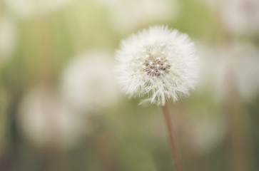 Close up of a dandelion