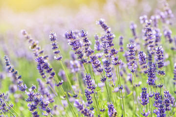 Lavender flower blooming scented field. Bright natural background with sunny reflection.