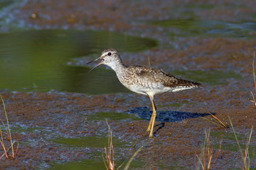 Tringa glareola. Wood sandpiper close up on the Yamal Peninsula