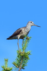 Tringa nebularia. Greenshank on the background of blue sky