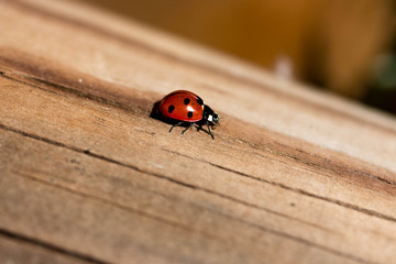 coccinelle