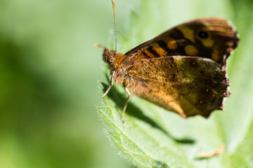 papillon