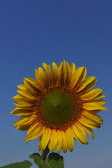 Sunflower in the open field, beautiful sunny day