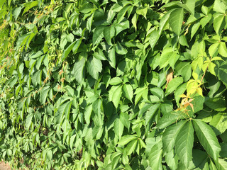 Leaves of creeper plant. Ideal as a background for your ecology / green projects.