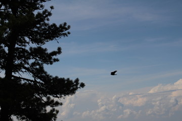 Un oiseau aux Gastlosen