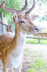 Spotted Deer with Velvet Horns