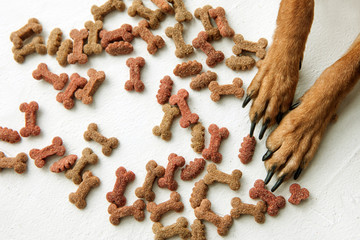 Dogs paws with dry food on white background. Pet eating feed top view, tasty snacks in bone shape.