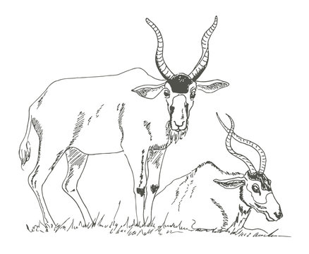 Horned antelope. The sketch marker. Vector