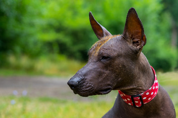 Close up portrait One Mexican hairless dog (xoloitzcuintle, Xolo) in a red collar on a background of green grass and trees in the park