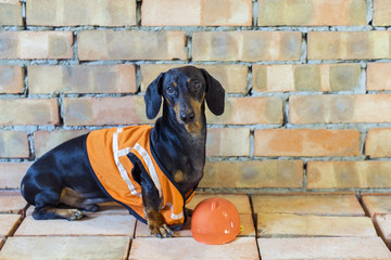 Dog builder dachshund in an orange construction helmet  at the brick wall background