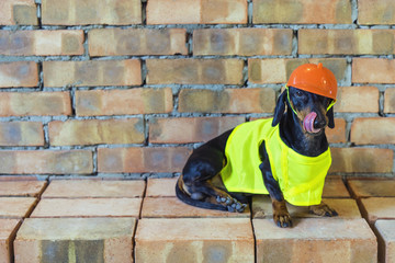 Dog builder dachshund in an orange construction helmet  at the brick wall background