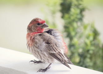 Close up of a bird