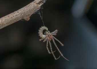   Wasp larva exiting a spider.