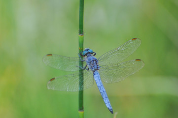 Beautiful dragonfly on plant stem by the river. Close-up photo of a Dragonfly