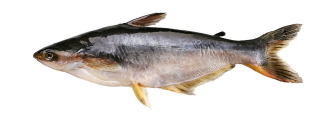 pangasius