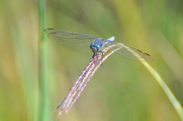 Beautiful dragonfly on plant stem by the river. Close-up photo of a Dragonfly