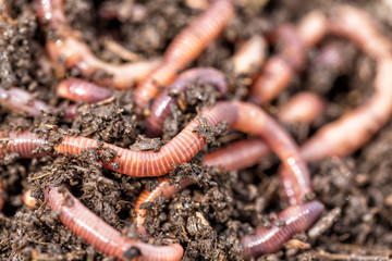 Macro shot of red worms Dendrobena in manure, earthworm live bait for fishing.