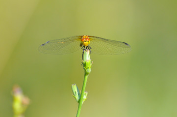 Beautiful dragonfly on plant stem by the river. Close-up photo of a Dragonfly