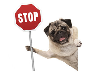 smiling pug puppy dog holding up red traffic stop sign, isolated on white background