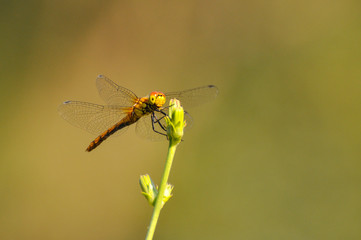 Beautiful dragonfly on plant stem by the river. Close-up photo of a Dragonfly