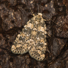Marbled beauty (Bryophila domestica) at rest on bark. British moth in the family Noctuidae attracted to light in Bath, Somerset, UK