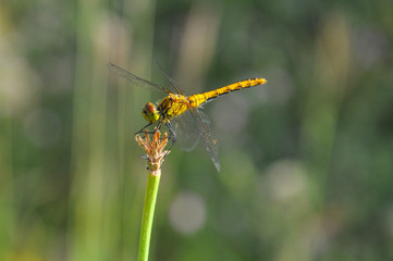 Beautiful dragonfly on plant stem by the river. Close-up photo of a Dragonfly