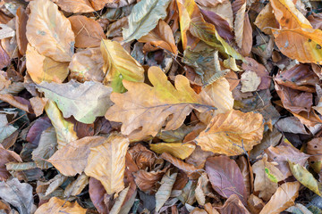 Autumn leaves top view. Leaf litter in forest. 