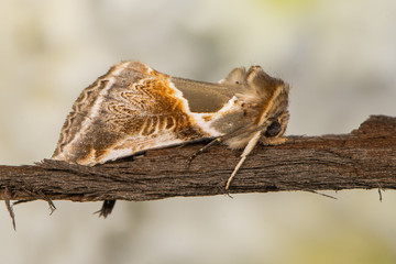 Buff arches moth (Habrosyne pyritoides) at rest in profile. British moth in the family Drepanidae attracted to light in Bath, Somerset, UK