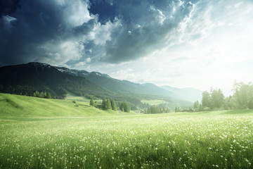 Obraz premium field of spring dandelions in Dolomites, South Tyrol, Italy