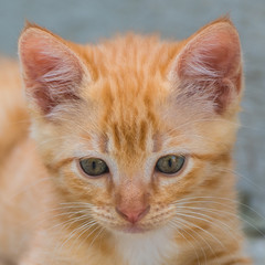 Red kitten, cute cat, head
