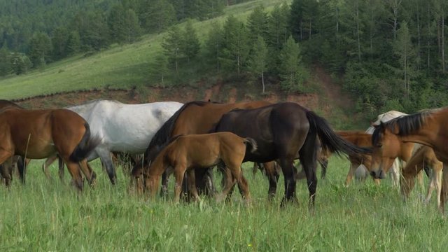 Domestic horses graze in a meadow.