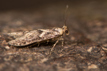 Blastobasis adustella moth on bark. British moth in the family Blastobasidae attracted to light in Bath, Somerset, UK