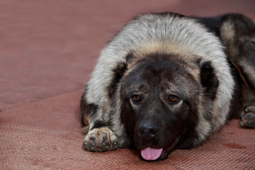 Caucasian Shepherd dog breed