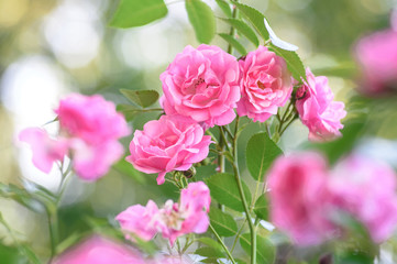 Naklejka na ściany i meble rose bush flowers