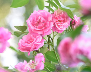 rose bush flowers
