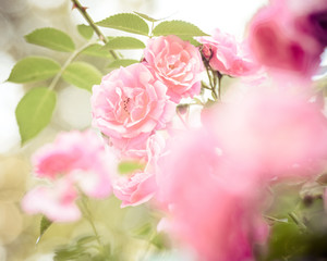 rose bush flowers