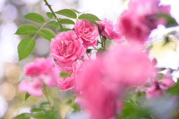 rose bush flowers
