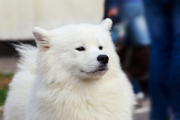 Dog breed Samoyed