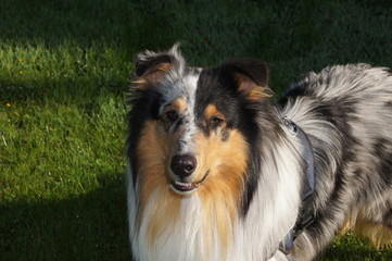 Blue Merle,  Collie ,und, collie, haustier, canino, tier, shetland sheepdog, schäferhund, hübsch, weiß, hirte, braun, breed, border, black, portrait, freund, schnee, fell, 